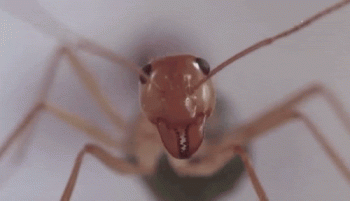 Ant Animated Gif Nice