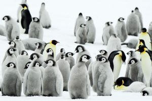 Antarctica Penguins