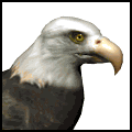 Bald Eagle Animated