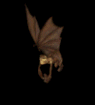 Bat DownloadHot Moving Image