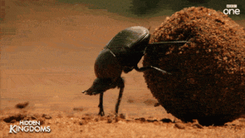 Beetle Animated Gif Cool Image