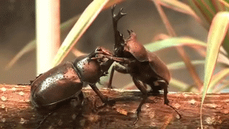 Beetle Animated Gif Love