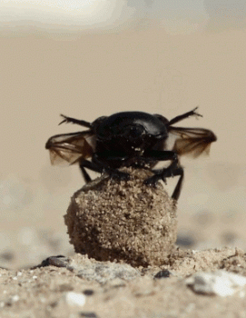 Beetle Animated Gif Super