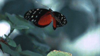 Butterfly Gif Animation Sweet