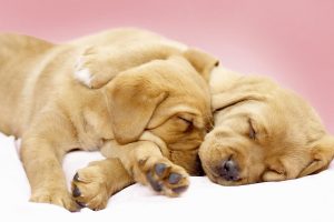 Canine Cuddles