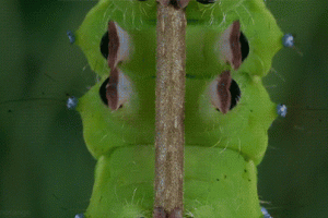 Caterpiller Animated Gif Hot