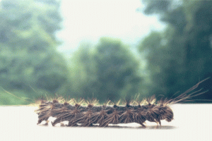 Caterpiller Animated Gif Super