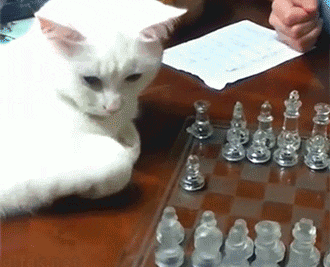 Chess Animated Gif Cute