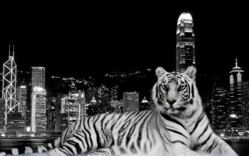 City Dark Tiger