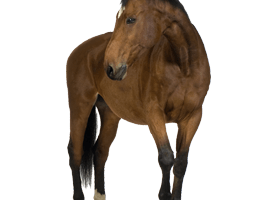 Clipart Brown Horse Png Image Download Picture Transparent Background