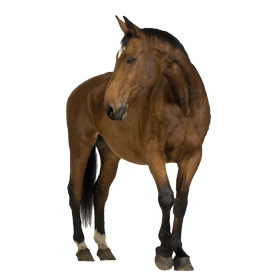 Clipart Brown Horse Png Image Download Picture Transparent Background