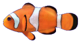 Clown Fish Animation Nice HD