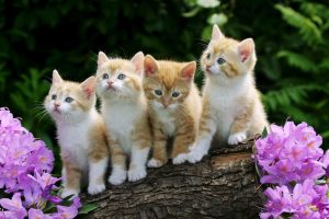 Curious Kittens