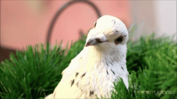 Curious White Dove Animated Gif