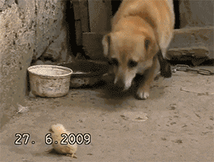 Cute Dog Takes Care Of Baby Chick Animated Gif