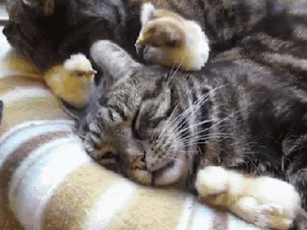 Cute Funny Baby Chicks Chickens Sleeping Cat Animated Gif Cool Image