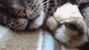 Cute Funny Baby Chicks Chickens Sleeping Cat Animated Gif Nice