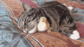 Cute Funny Baby Chicks Chickens Sleeping Cat Animated Gif Super