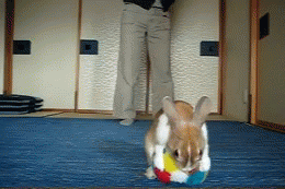 Cute Rabbit With Ball Animated Gif