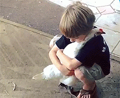 Cutest Boy Hugs Chicken Gif Nice