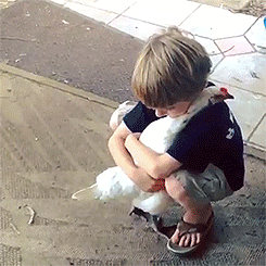 Cutest Boy Hugs Chicken Gif Nice