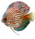 Discus Fish Animation Super Cool Image Gif Image Download For Android Mobile Free Animated Image Download Moving Image