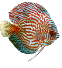 Discus Fish Animation Super Nice Gif Image Download For Android Mobile Free Animated Image Download Moving Image