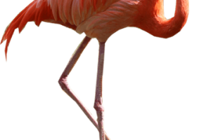 Nice Flamingo Walking in river PNG Image HD Wallpaper Download For Android Mobile Wallpapers HD For I Phone Six Free Download
