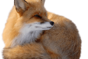 Relaxing Fox  PNG image HD Wallpaper Download For Android Mobile Wallpapers HD For I Phone Six Free Download