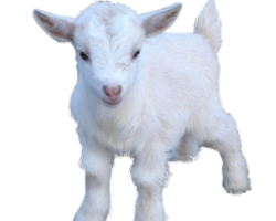 White Cute Baby Goat PNG Image HD Wallpaper Download For Android Mobile Wallpapers HD For I Phone Six Free Download