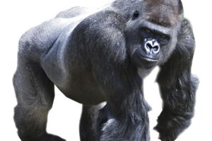 Walking   Black Huge Gorilla  PNG image HD Wallpaper Download For Android Mobile Wallpapers HD For I Phone Six Free Download