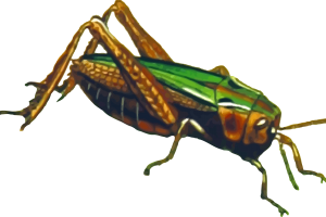Colorful  Grasshopper PNG HD Image HD Wallpapers Download For Android Mobile
