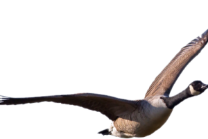 Flying  Goose  Transparent PNG Image Transparent