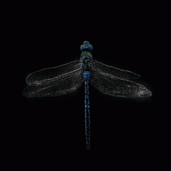 Dragonfly Animated Gif Cool Image