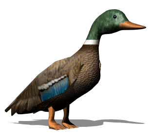 Duck Animated Gif Download