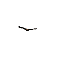 Eagle Landing Animation