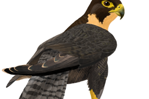 Black  Falcon PNG Image HD Wallpapers Download For Android Mobile