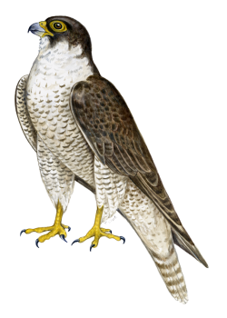 Real Setting  Falcon PNG Image HD Wallpapers Download For Android Mobile