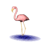 Flamingo Animation HD