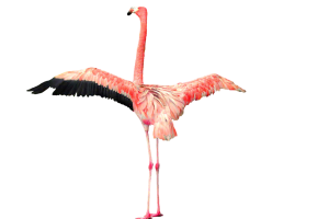 Flamingo Download Png