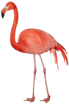 Flamingo Nice HD PNG Image HD Wallpapers For Android