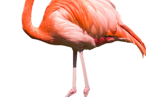 Walking Flamingo HD Wallpaper HD Wallpaper Download For Android Mobile Wallpapers HD For I Phone Six Free Download