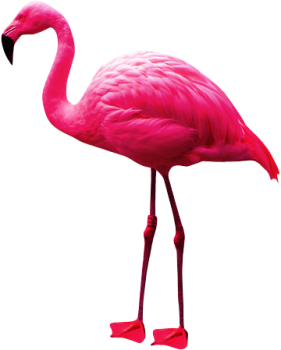 Pink  Flamingo PNG Image HD Wallpapers For Android