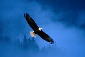Flight Of Freedom Bald Eagle