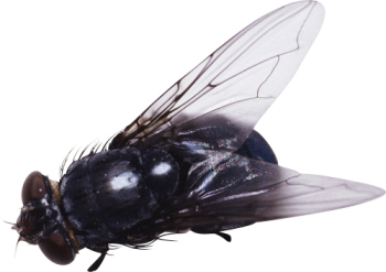 Big  Fly PNG Image   Download Wallpaper HD Wallpapers For Android