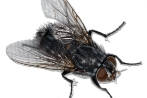 Fly Setting PNG Image HD Wallpapers Download For Android Mobile