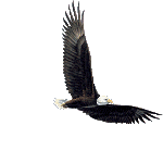 Flying Eagle Animation Cool Image Gif Image Download For Android Mobile Free Animated Image Download Moving Image
