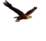 Flying Eagle Animation