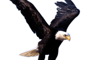 Landing  Eagle PNG Image HD Wallpapers Download For Android Mobile