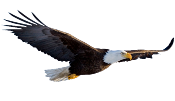 Flying Eagle Transparent Background